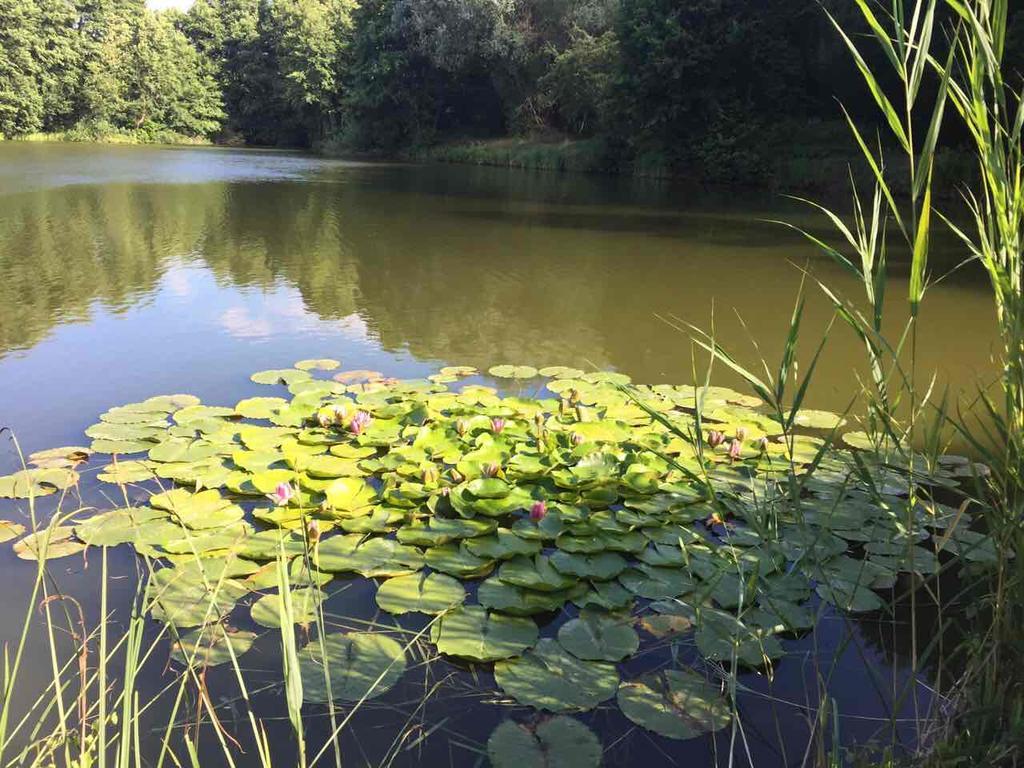 Nyirjes Vendeghaz Hotel Balassagyarmat Buitenkant foto